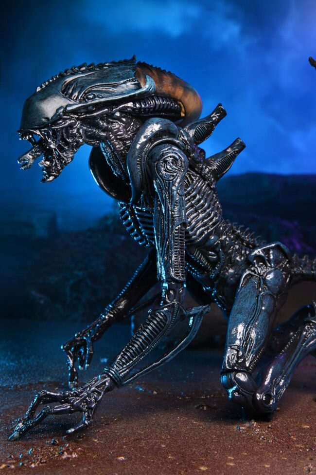 x_neca51717_d