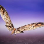 x_BTN66867-7_1-1.jpg