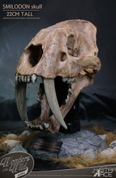 Star Ace Toys: Wonders of the Wild Series Statue Smilodon Skull Fossil 22 cm