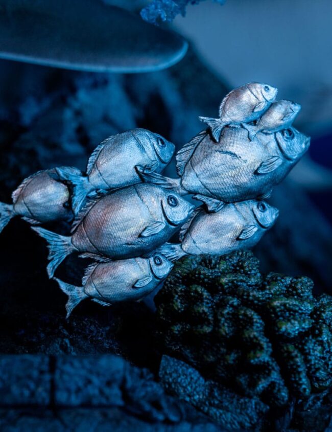 x_weta890104602_j