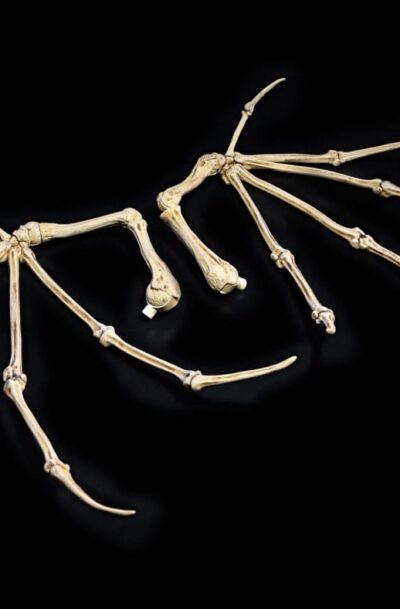 Mythic Legions: All Stars 6 Zubehör-Set für Actionfiguren Bone Wings