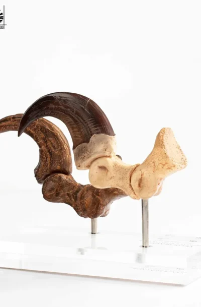 ECC: Jurassic Park "Velociraptor Foot Claw & Fossil Claw Set” Creature Line Prop Statue (Q4/2026)