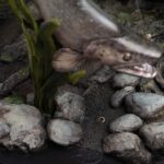 x_weta860105255_h