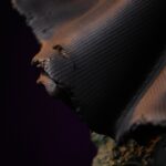 x_is33819_f